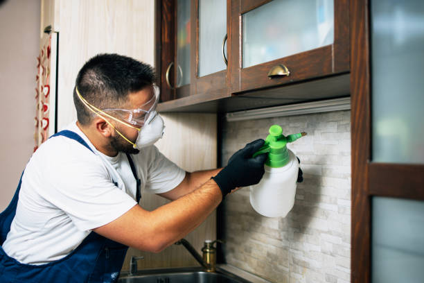 Best Flea Control Services  in Bruceville Eddy, TX
